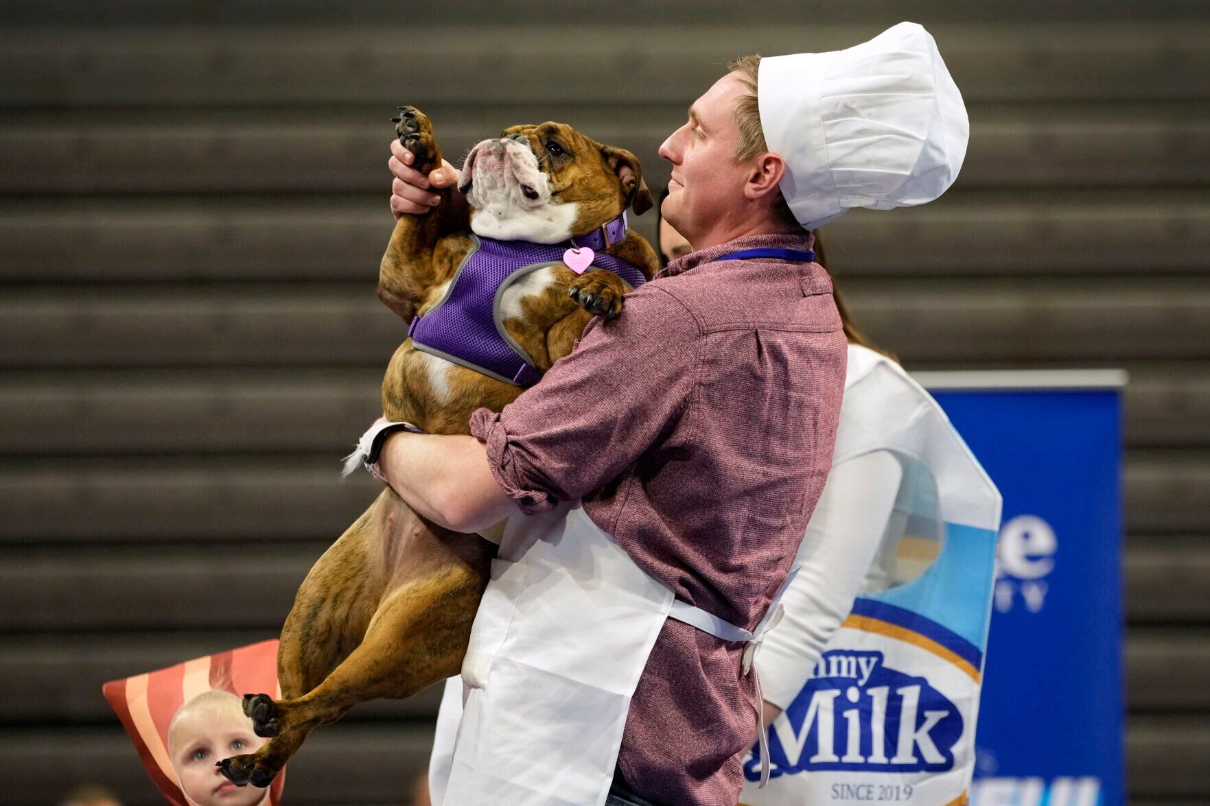 Beautiful Bulldogs